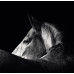 CALENDAR PERETE ANIMALE 13 FILE EGO CALENDAR PERETE ANIMALE 13 FILE EGO